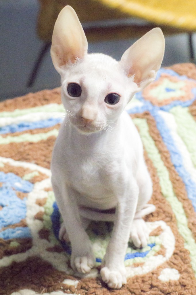 Corn Bred Cornish Rex Cattery White Girl With Dot