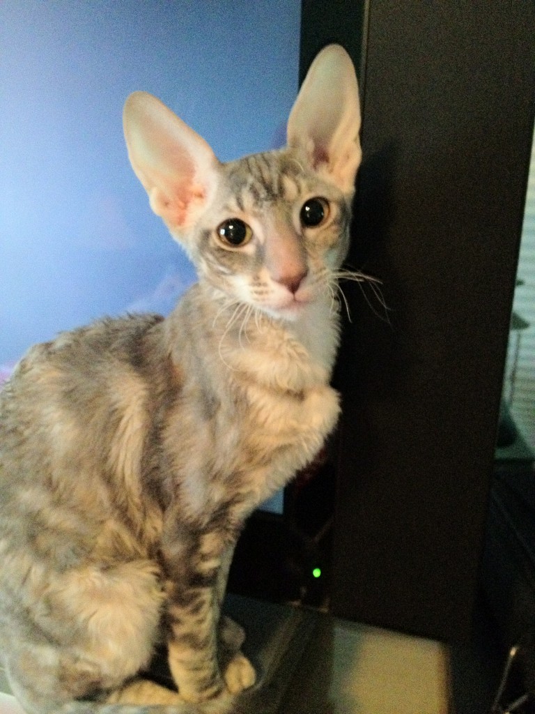 Corn Bred Cornish Rex Cattery Katniss On 5 5 12