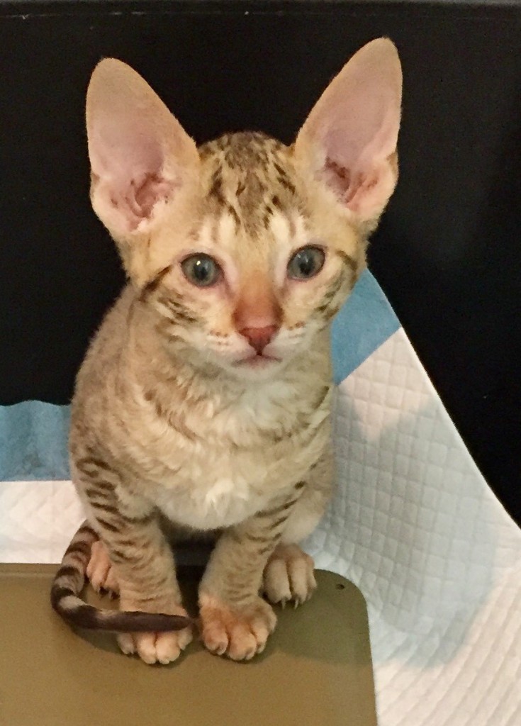 Corn Bred Cornish Rex Cattery Baby Taraji